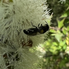 Hylaeus (Euprosopoides) perplexus at Murrumbateman, NSW - 13 Jan 2022 05:15 PM