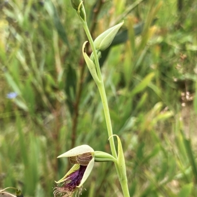 Calochilus therophilus (Late Beard Orchid) at Cotter River, ACT - 11 Jan 2022 by ChrisM