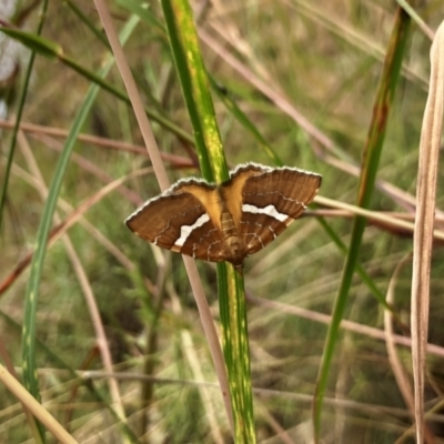 Chrysolarentia leucozona (White-zoned Carpet) at Cotter River, ACT - 12 Jan 2022 by ChrisM