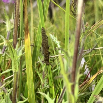 Plecoptera sp. (order) (Unidentified Stone fly) at Cotter River, ACT - 11 Jan 2022 by ChrisM