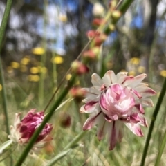 Leucochrysum alpinum at Cotter River, ACT - 12 Jan 2022