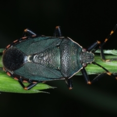 Notius depressus at Mulloon, NSW - 10 Jan 2022