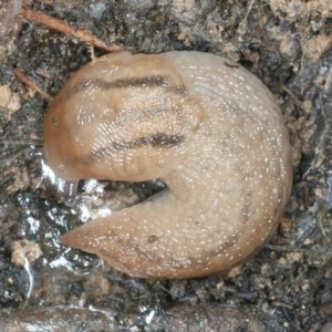 Ambigolimax sp. (valentius and waterstoni) at Mulloon, NSW - 10 Jan 2022