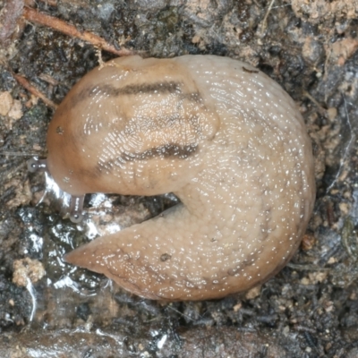 Ambigolimax nyctelia (Striped Field Slug) at Mulloon, NSW - 9 Jan 2022 by jbromilow50