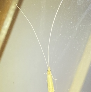 Leptoceridae sp. (family) at Jerrabomberra, NSW - suppressed