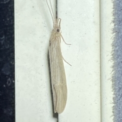 Leptoceridae sp. (family) at Jerrabomberra, NSW - suppressed