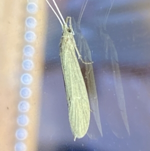 Leptoceridae sp. (family) at Jerrabomberra, NSW - suppressed