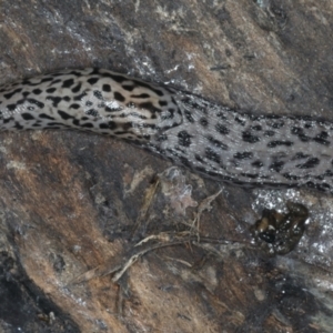 Limax maximus at Mulloon, NSW - 10 Jan 2022