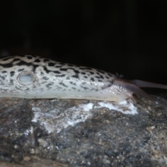 Limax maximus at Mulloon, NSW - 10 Jan 2022