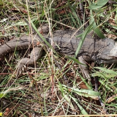 Pogona barbata (Eastern Bearded Dragon) at Mount Painter - 12 Jan 2022 by drakes