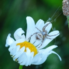 Unidentified Orb-weaving spider (several families) at Penrose, NSW - 9 Nov 2021 by Aussiegall