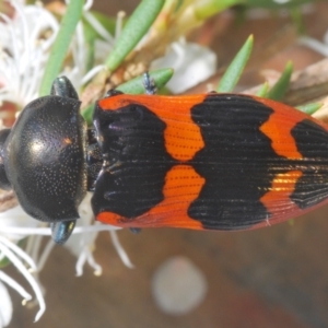 Castiarina bremei at Cotter River, ACT - 13 Jan 2022 03:48 PM