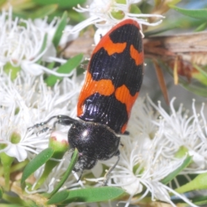 Castiarina bremei at Cotter River, ACT - 13 Jan 2022 03:48 PM