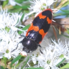 Castiarina bremei at Cotter River, ACT - 13 Jan 2022 03:48 PM