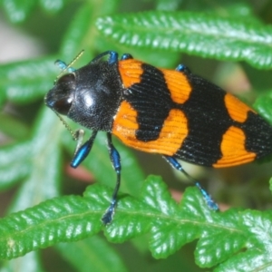 Castiarina thomsoni at Uriarra, NSW - 13 Jan 2022 11:27 AM