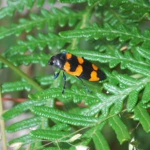 Castiarina thomsoni at Uriarra, NSW - 13 Jan 2022 11:27 AM