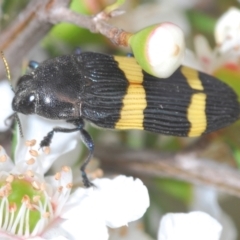 Castiarina bifasciata (Jewel beetle) at Cotter River, ACT - 13 Jan 2022 by Harrisi