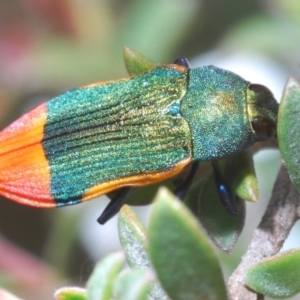 Castiarina kerremansi at Uriarra, NSW - 13 Jan 2022