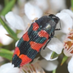 Castiarina kershawi (A jewel beetle) at Cotter River, ACT - 13 Jan 2022 by Harrisi