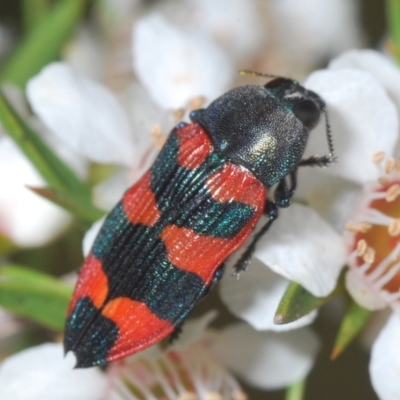 Castiarina kershawi (A jewel beetle) at Cotter River, ACT - 13 Jan 2022 by Harrisi