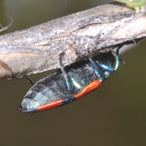 Castiarina kershawi at Cotter River, ACT - 13 Jan 2022