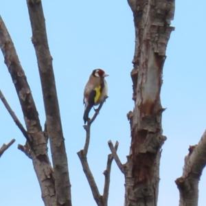 Carduelis carduelis at Fyshwick, ACT - 13 Jan 2022 01:12 PM