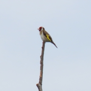 Carduelis carduelis at Fyshwick, ACT - 13 Jan 2022 01:12 PM