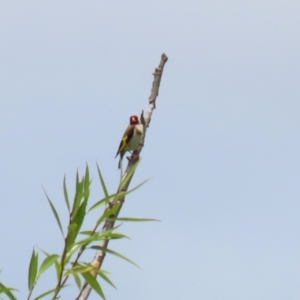 Carduelis carduelis at Fyshwick, ACT - 13 Jan 2022 01:12 PM