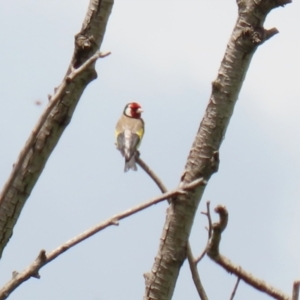 Carduelis carduelis at Fyshwick, ACT - 13 Jan 2022 01:12 PM