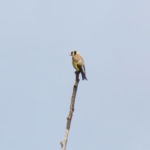 Carduelis carduelis at Fyshwick, ACT - 13 Jan 2022 01:12 PM