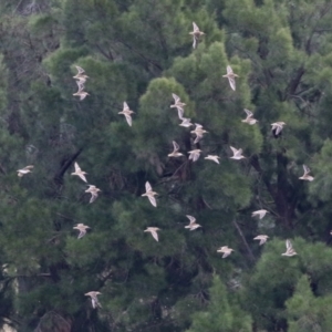 Gallinago hardwickii at Fyshwick, ACT - 13 Jan 2022 02:01 PM