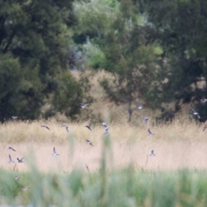 Gallinago hardwickii at Fyshwick, ACT - 13 Jan 2022 02:01 PM