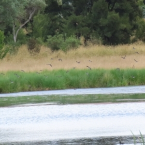 Gallinago hardwickii at Fyshwick, ACT - 13 Jan 2022 02:01 PM