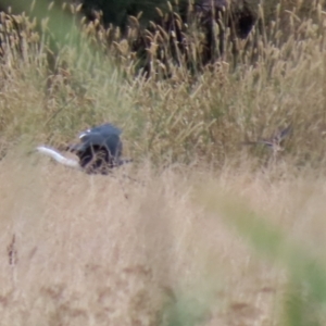 Gallinago hardwickii at Fyshwick, ACT - 13 Jan 2022 02:01 PM