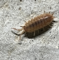 Armadillidium vulgare (Slater bug, woodlouse, pill bug, roley poley) at Pialligo, ACT - 14 Jan 2022 by FeralGhostbat