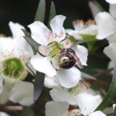 Leioproctus sp. (genus) (Plaster bee) at Cook, ACT - 13 Jan 2022 by Tammy