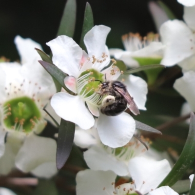 Leioproctus sp. (genus) (Plaster bee) at Cook, ACT - 13 Jan 2022 by Tammy