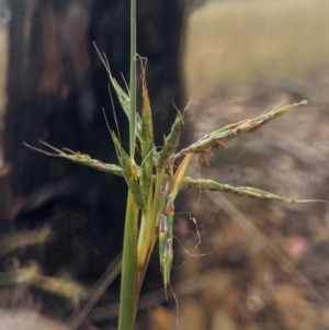 Cymbopogon refractus at Lake George, NSW - 7 Jan 2022