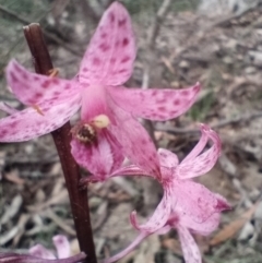 Dipodium roseum (Rosy Hyacinth Orchid) at Corang, NSW - 12 Jan 2022 by LeonieWood