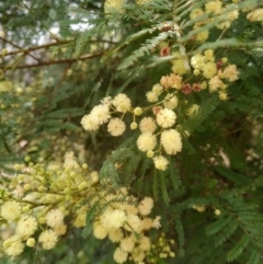 Acacia mearnsii (Black Wattle) at Corang, NSW - 12 Jan 2022 by LeonieWood