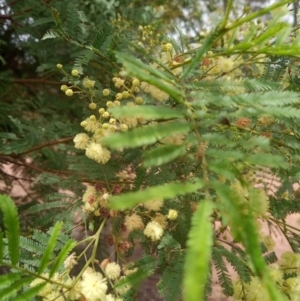 Acacia mearnsii at Corang, NSW - 12 Jan 2022