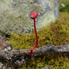 Cruentomycena viscidocruenta (Ruby Mycena) at Yerriyong, NSW - 13 Jan 2022 by RobG1