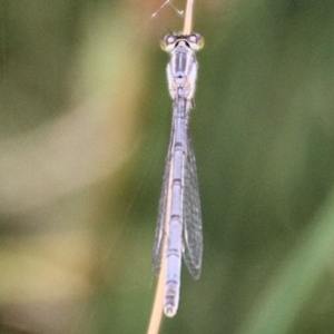 Ischnura heterosticta at Urila, NSW - 11 Jan 2022 11:58 AM