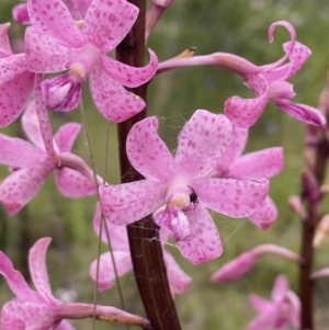 Dipodium roseum at Tennent, ACT - 12 Jan 2022