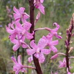 Dipodium roseum at Tennent, ACT - 12 Jan 2022