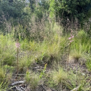 Dipodium roseum at Tennent, ACT - 12 Jan 2022