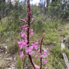 Dipodium roseum at Tennent, ACT - suppressed