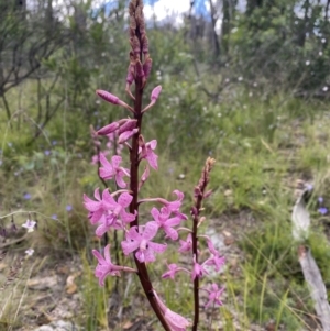 Dipodium roseum at Tennent, ACT - suppressed