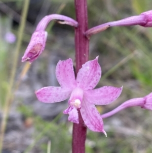 Dipodium roseum at Tennent, ACT - 12 Jan 2022