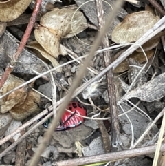 Choerocoris paganus at Bruce, ACT - 14 Jan 2022 11:24 AM